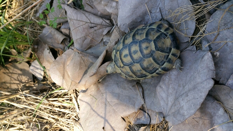 Testudo graeca  photographed by עומרי בוכניק 