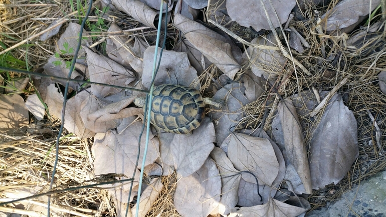 Testudo graeca  photographed by עומרי בוכניק 