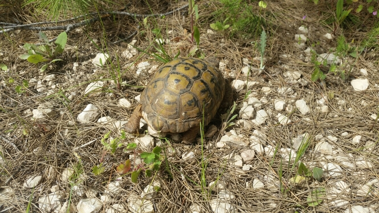 Testudo graeca  photographed by אריאל קדם 