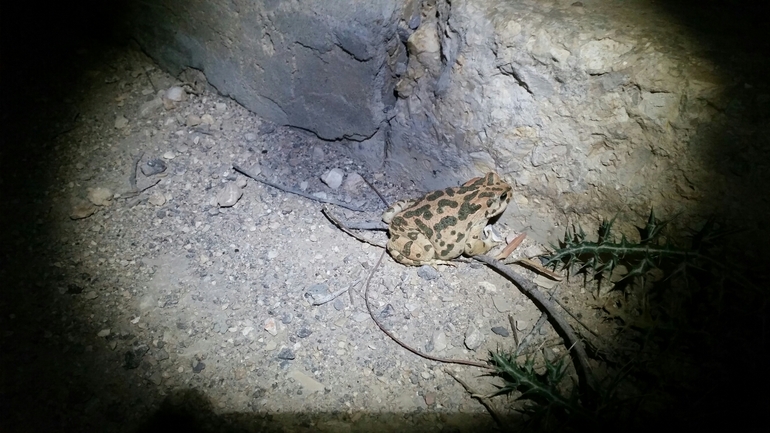 Bufo viridis  photographed by ידידיה שמואל 