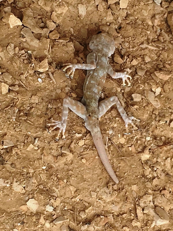 Ptyodactylus guttatus  