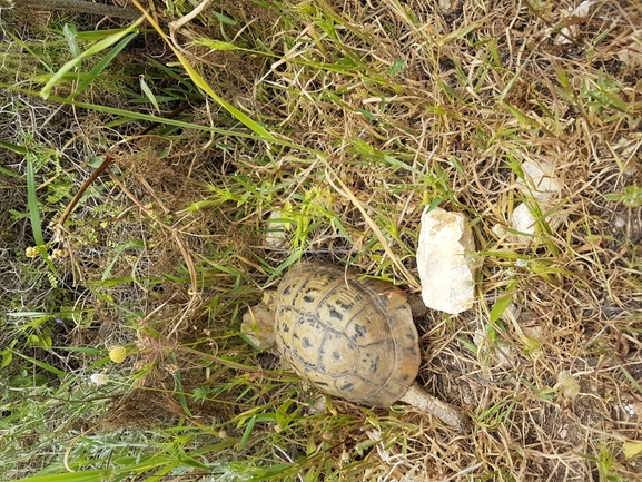 Testudo graeca  photographed by Ofer Steinitz 