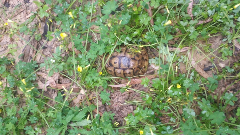 Testudo graeca  photographed by ברק ברכיאל  