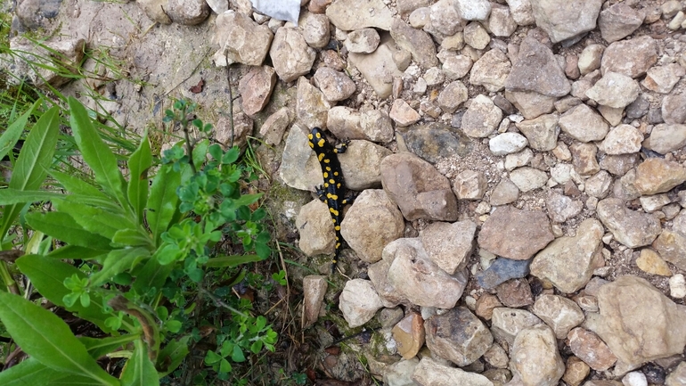 Salamandra infraimmaculata  photographed by אורן חן 