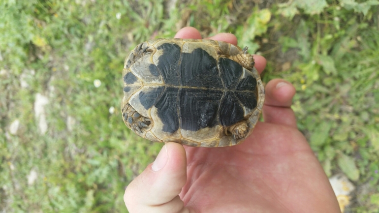 Testudo graeca  photographed by דניאל ג'ינו 