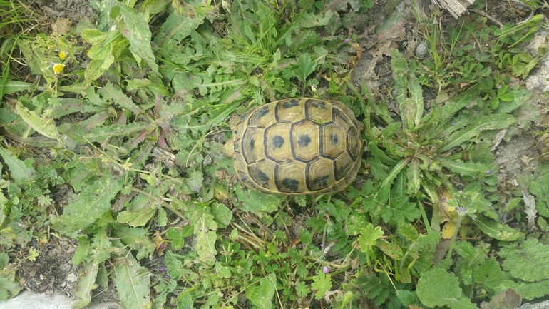 Testudo graeca  photographed by דניאל ג'ינו 