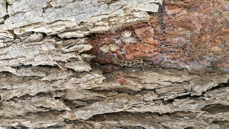 Cyrtodactylus kotschyi orientalis  photographed by עומרי בוכניק 