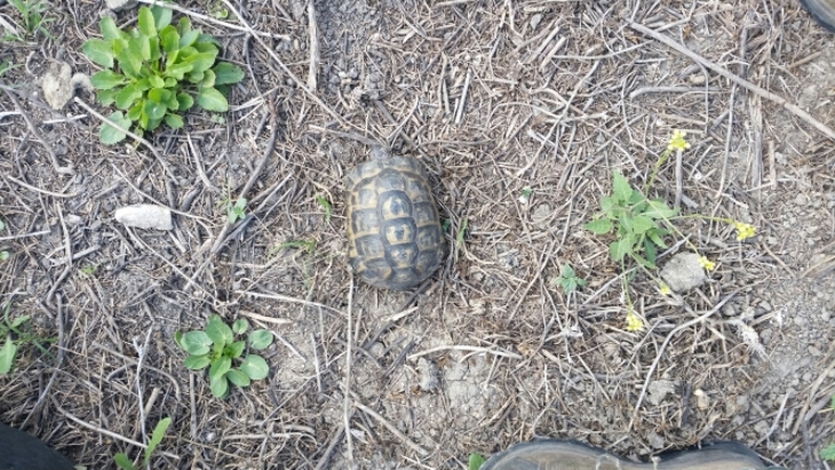 Testudo graeca  photographed by ברק ברכיאל  