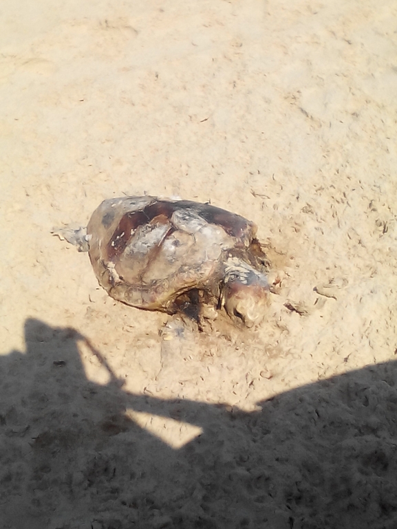 Bufo viridis  photographed by חן אוזנה 