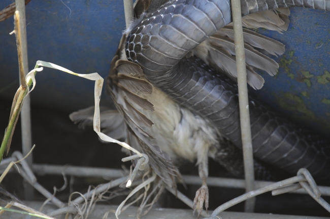 Dolichophis jugularis  photographed by עידו שקד 