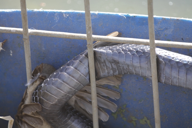 Dolichophis jugularis  photographed by עידו שקד 