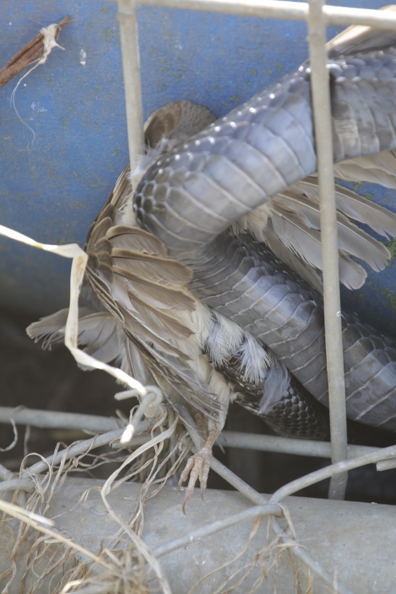 Dolichophis jugularis  photographed by עידו שקד 