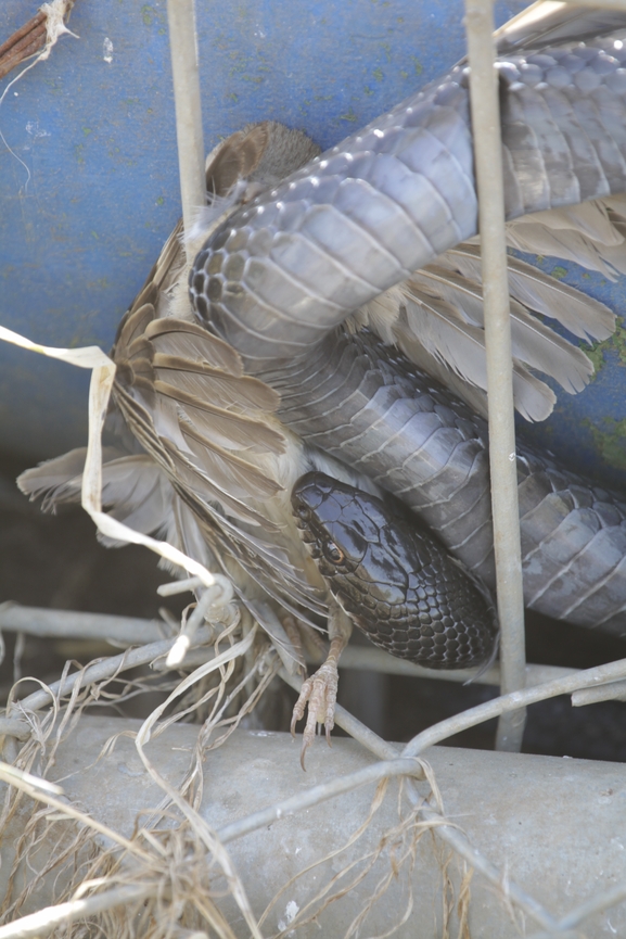 Dolichophis jugularis  photographed by עידו שקד 