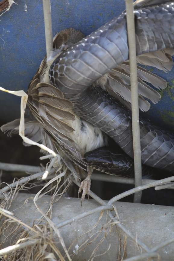 Dolichophis jugularis  photographed by עידו שקד 