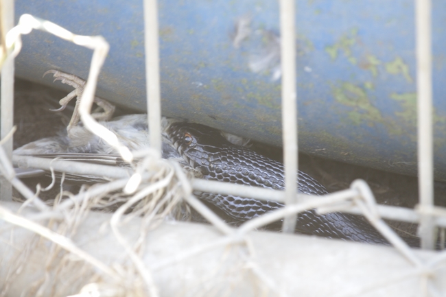 Dolichophis jugularis  photographed by עידו שקד 