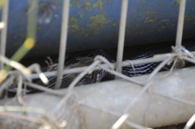 Dolichophis jugularis  photographed by עידו שקד 