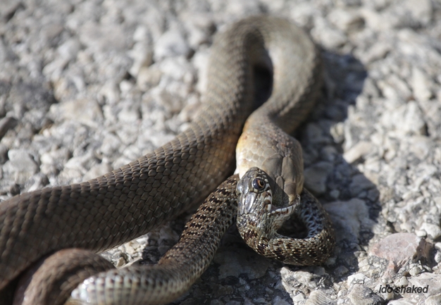 Malpolon insignitus  photographed by עידו שקד 