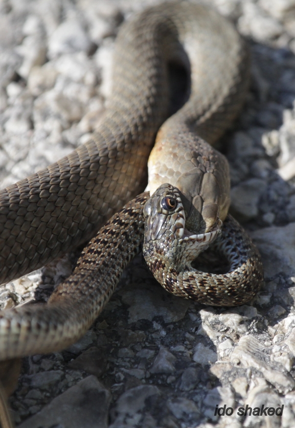 Malpolon insignitus  photographed by עידו שקד 