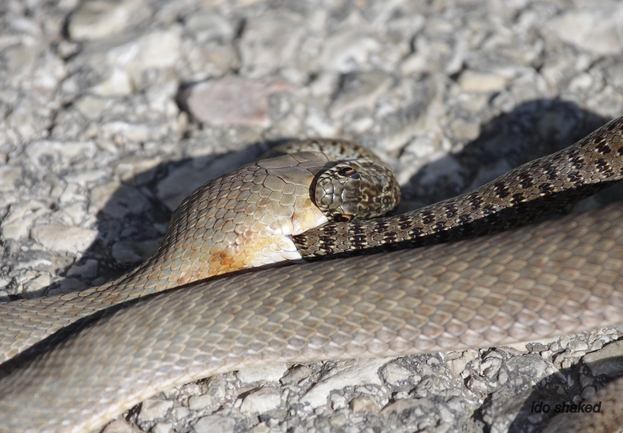 Malpolon insignitus  photographed by עידו שקד 