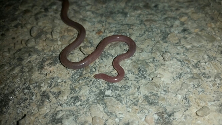 Typhlops vermicularis  photographed by אליעזר גלבר 