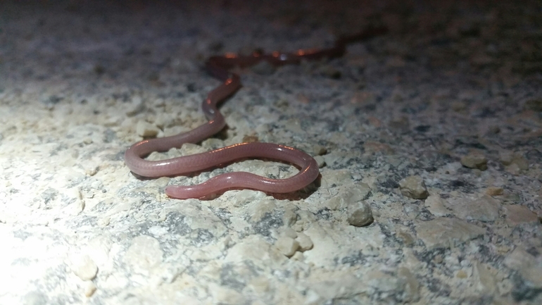 Typhlops vermicularis  photographed by אליעזר גלבר 