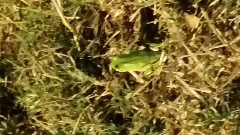 Hyla savignyi (Hyla arborea)  photographed by עומרי בוכניק 