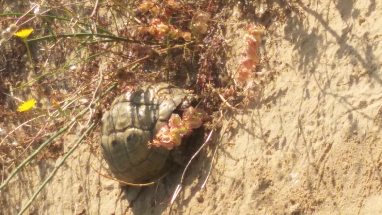 Testudo graeca  photographed by סיון מרדוק 