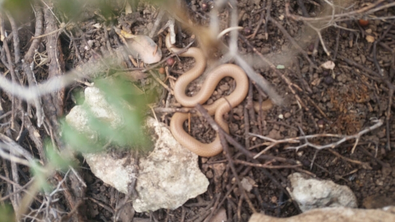 Rhynchocalamus melanocephalus  photographed by אייל דרעי 