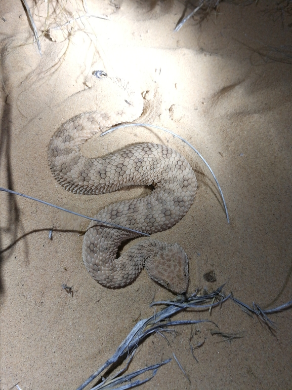 Cerastes vipera  photographed by בעז שחם 