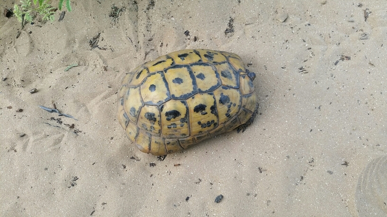 Testudo graeca  photographed by סיון מרדוק 