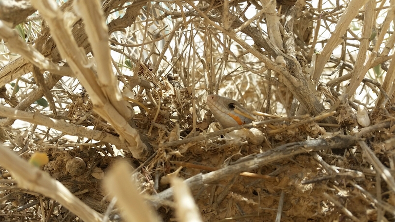 Eumeces schneideri  photographed by יובל שגיא 