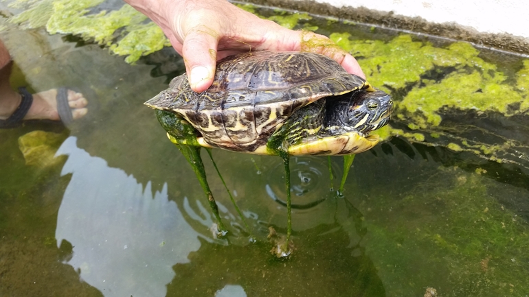 Mauremys caspica rivulata  