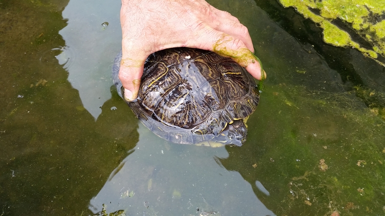 Mauremys caspica rivulata  