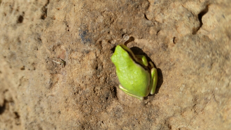 Hyla savignyi (Hyla arborea)  photographed by עידו שקד 