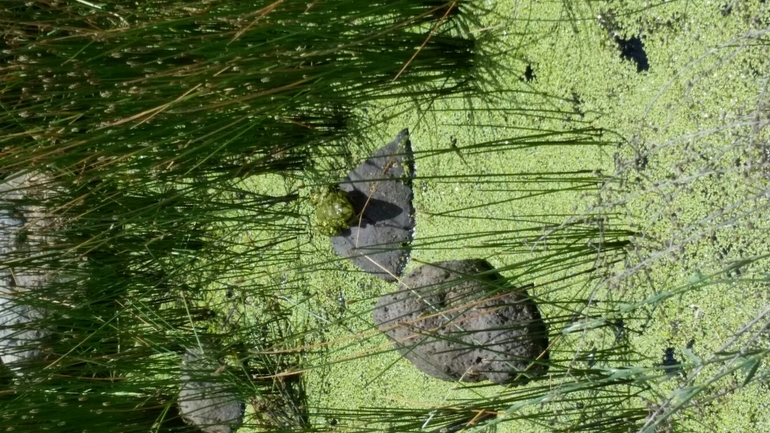 Bufo viridis  photographed by עידו שקד 