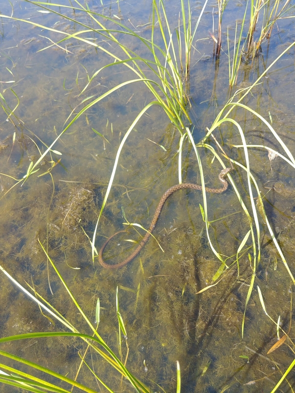 Natrix tessellata tessellata  photographed by Gal Vine 