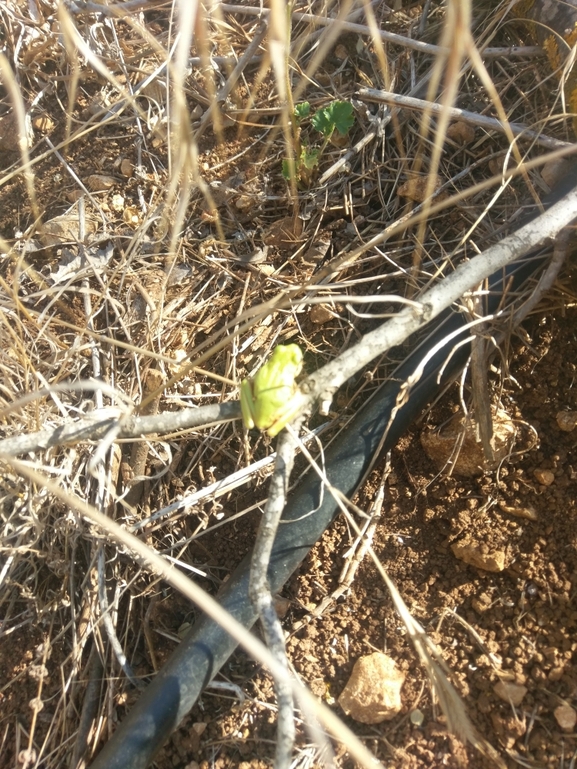 Telescopus fallax syriacus  photographed by עפו בכרייה 