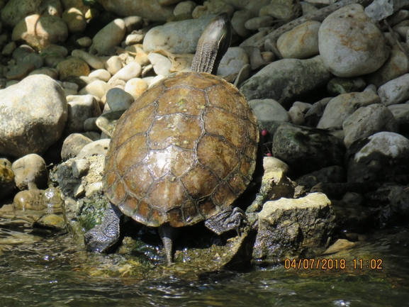 Mauremys caspica rivulata  photographed by אריאל קדם 