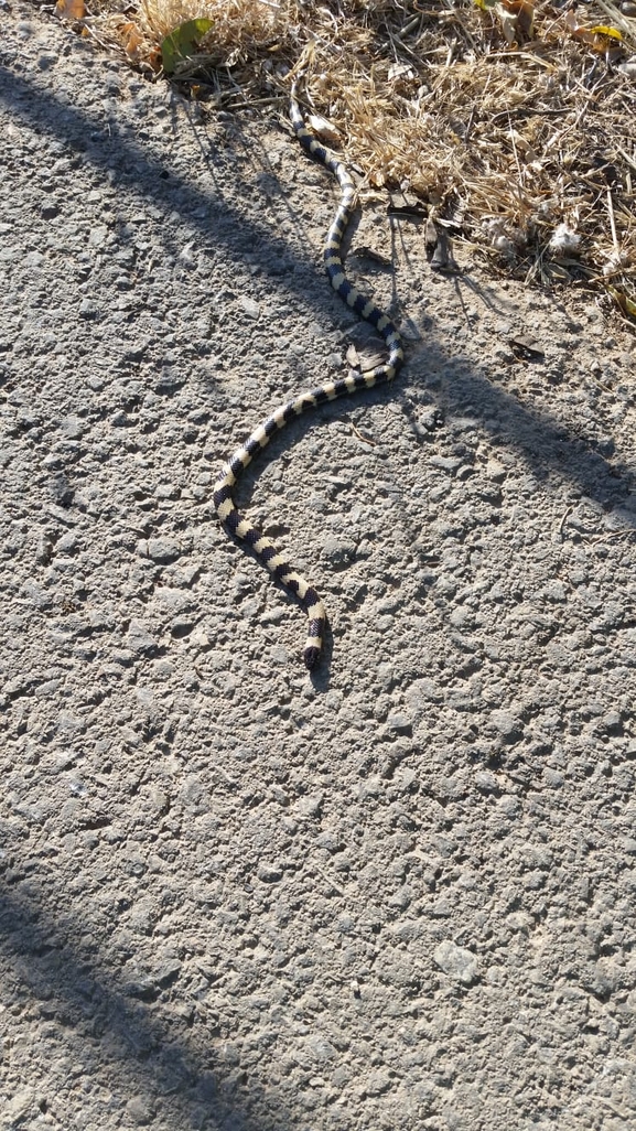 מחרוזן הטבעות  צולם על ידי אריאל קדם 