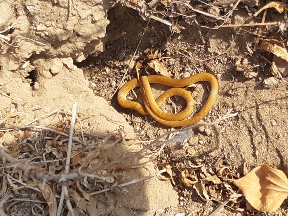 Rhynchocalamus melanocephalus  photographed by עומרי בוכניק 