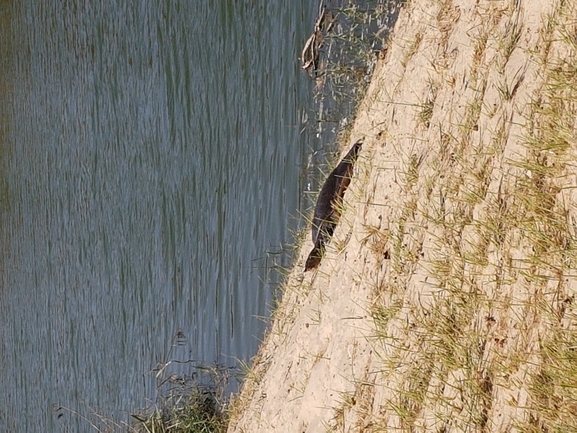 Trionyx triunguis  photographed by אופיר בריקנשטיין 