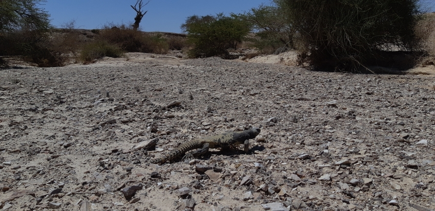 Uromastyx aegyptia  צולם על ידי אריה לב רוזנברג 