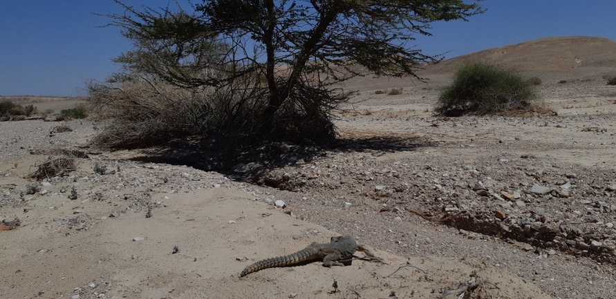 Uromastyx aegyptia  צולם על ידי אריה לב רוזנברג 