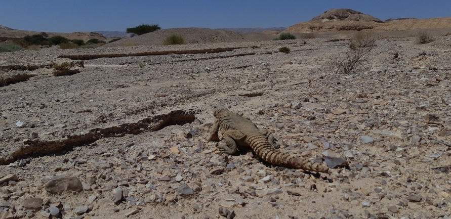 Uromastyx aegyptia  צולם על ידי אריה לב רוזנברג 