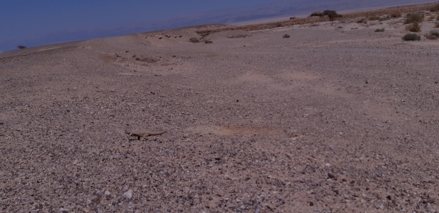 Dabb Lizard  photographed by אריה לב רוזנברג 