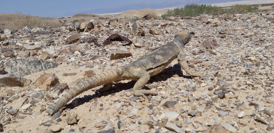 Uromastyx aegyptia  צולם על ידי אריה לב רוזנברג 