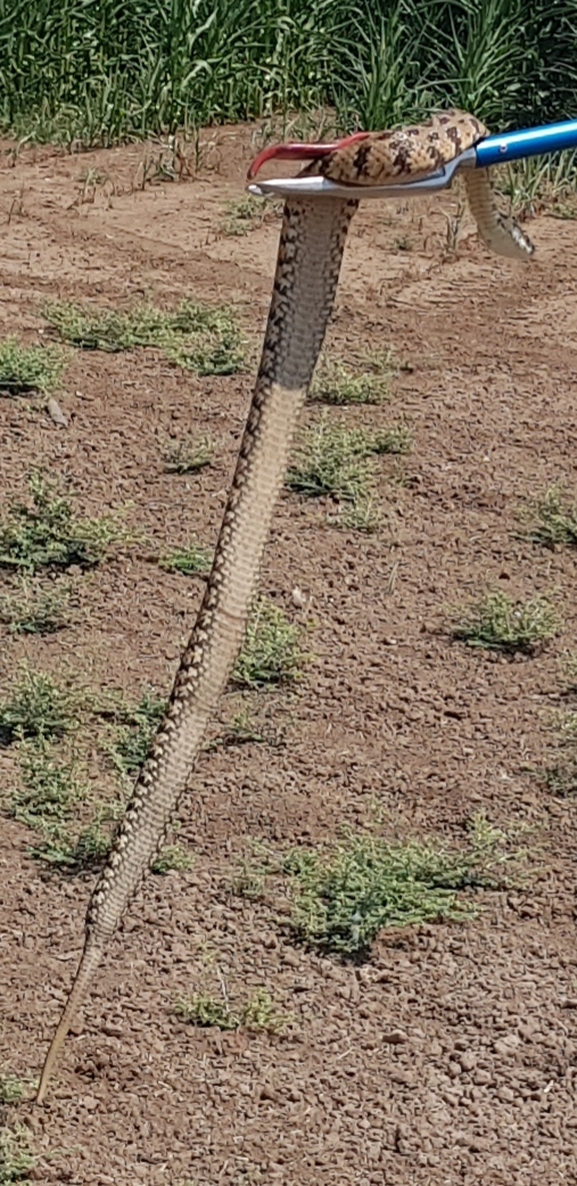 Vipera palaestinae  photographed by סיון מרדוק 