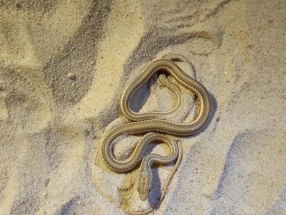 Psammophis schokari  photographed by סיון מרדוק 