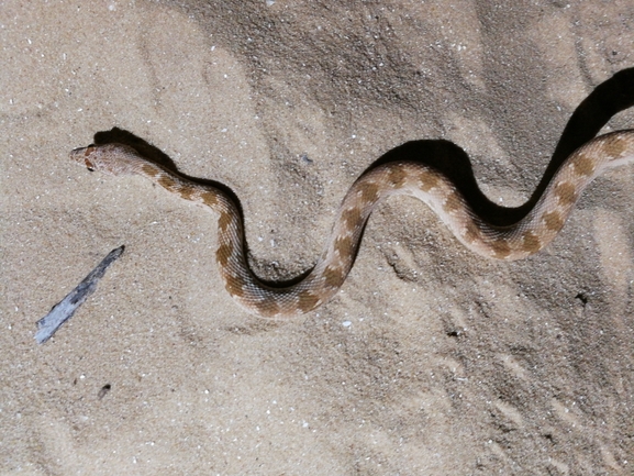 Spalerosophis diadema cliffordi  photographed by בעז שחם 