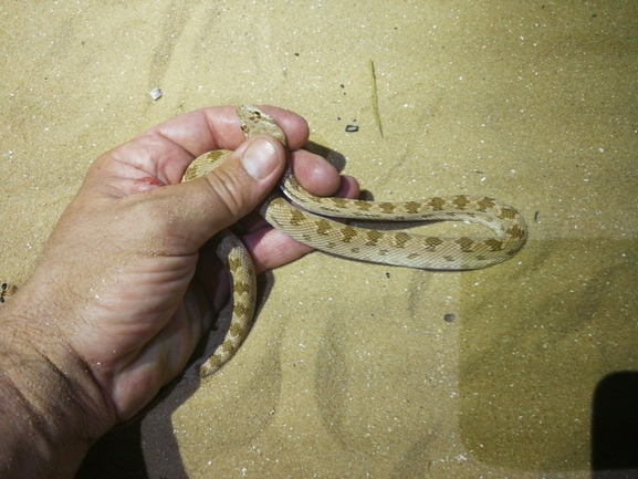 Spalerosophis diadema cliffordi  photographed by בעז שחם 